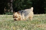 NORWICH TERRIER CAVAGE 110